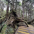 太平山原始森林公園 檜木原始林步道 13.JPG