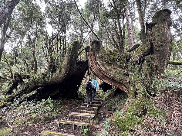 太平山原始森林公園 鐵杉林自然步道 19.JPG