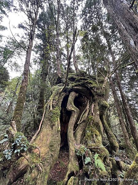 太平山原始森林公園 檜木原始林步道 17.JPG