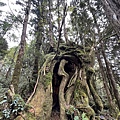 太平山原始森林公園 檜木原始林步道 17.JPG