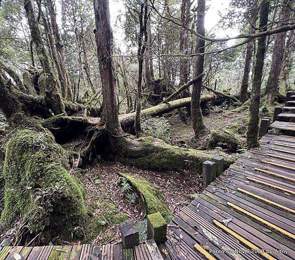 太平山原始森林公園 檜木原始林步道 14.JPG