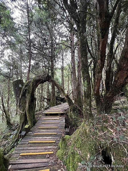 太平山原始森林公園 檜木原始林步道 16.JPG