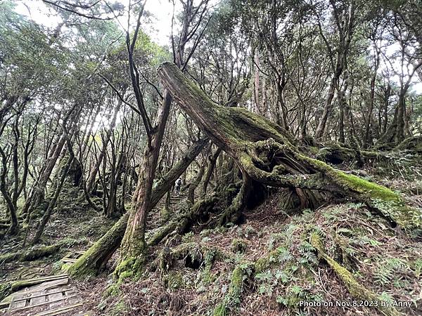 太平山原始森林公園 鐵杉林自然步道 22.JPG