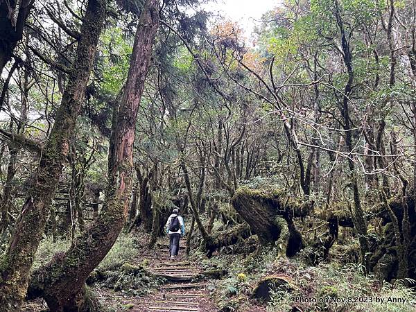 太平山原始森林公園 鐵杉林自然步道 24.JPG