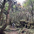 太平山原始森林公園 鐵杉林自然步道 24.JPG