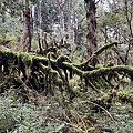 太平山原始森林公園 鐵杉林自然步道 25.JPG