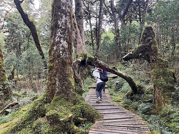 太平山原始森林公園 鐵杉林自然步道 30.JPG