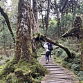 太平山原始森林公園 鐵杉林自然步道 30.JPG