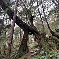 太平山原始森林公園 鐵杉林自然步道 29.JPG