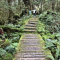 太平山原始森林公園 鐵杉林自然步道 35.JPG