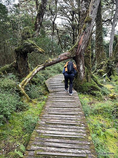 太平山原始森林公園 鐵杉林自然步道 36.JPG