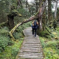 太平山原始森林公園 鐵杉林自然步道 36.JPG