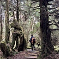 太平山原始森林公園 鐵杉林自然步道 38.JPG