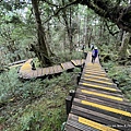 太平山原始森林公園 檜木原始林步 42.JPG