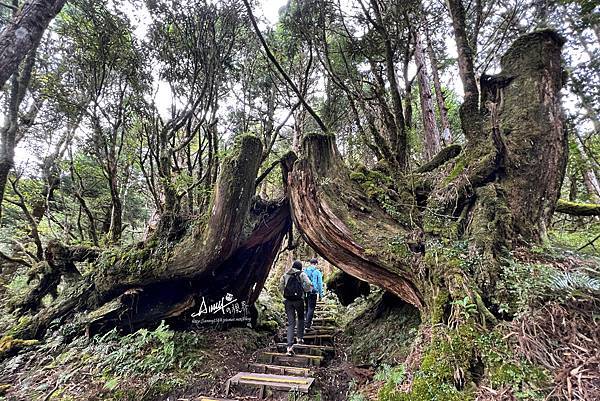 宜蘭鐵杉林步道 太平山鐵杉林自然步道