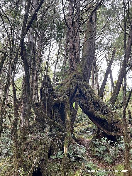 翠峰湖環山步道 寂靜山徑12