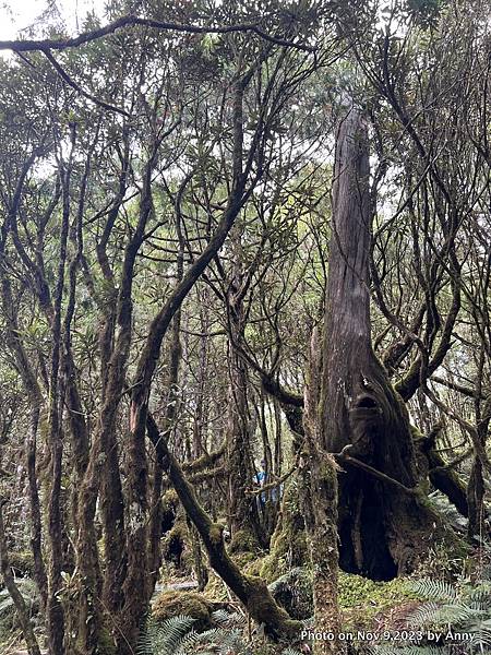 翠峰湖環山步道 寂靜山徑11