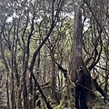 翠峰湖環山步道 寂靜山徑11