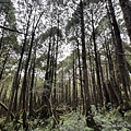 翠峰湖環山步道 寂靜山徑15