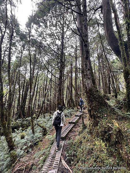 翠峰湖環山步道 寂靜山徑14