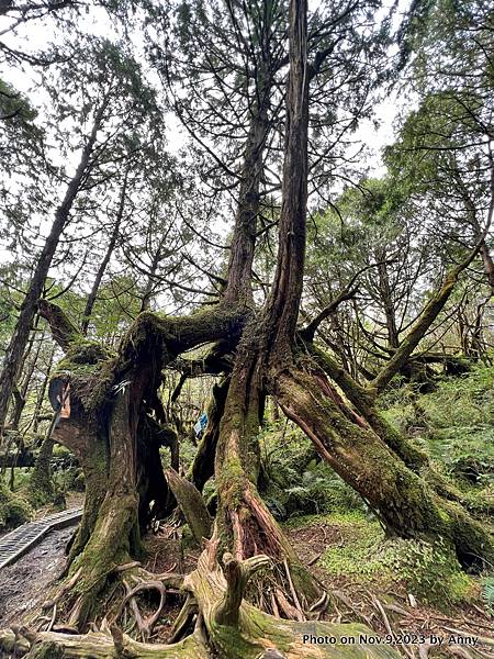 翠峰湖環山步道18.JPG