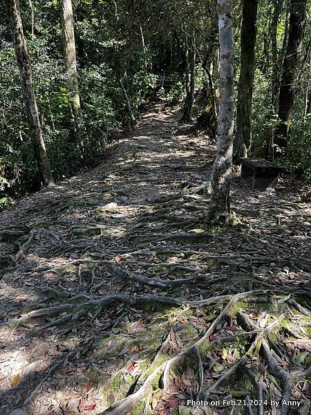 內洞國家森林遊樂區 森林浴步道25
