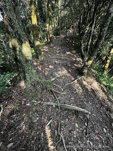 新店獅仔頭山步道28