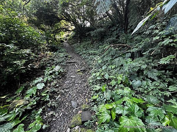 新店獅仔頭山步道50