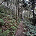民都有山登山步道 面托油山步道18.JPG