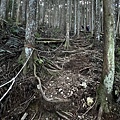 民都有山登山步道 面托油山步道24.JPG