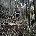民都有山登山步道 面托油山步道23.JPG