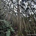 民都有山登山步道 面托油山步道22.JPG