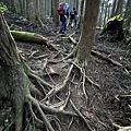 民都有山登山步道 面托油山步道28.JPG