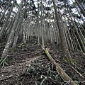 民都有山登山步道 面托油山步道25.JPG