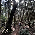民都有山登山步道 面托油山步道35.JPG