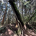 民都有山登山步道 面托油山步道36.JPG