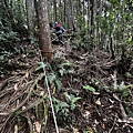 民都有山登山步道 面托油山步道38.JPG