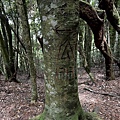民都有山登山步道 面托油山步道39.JPG