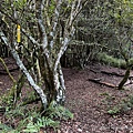 民都有山登山步道 面托油山步道41.JPG