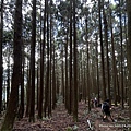 民都有山登山步道 面托油山步道49.JPG