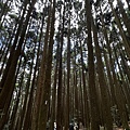 民都有山登山步道 面托油山步道48.JPG