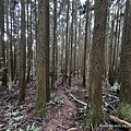 民都有山登山步道 面托油山步道47.JPG