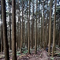 民都有山登山步道 面托油山步道51.JPG