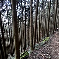 民都有山登山步道 面托油山步道54.JPG