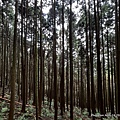 民都有山登山步道 面托油山步道55.JPG