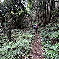 民都有山登山步道 面托油山步道60.JPG