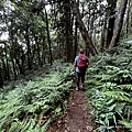 民都有山登山步道 面托油山步道59.JPG