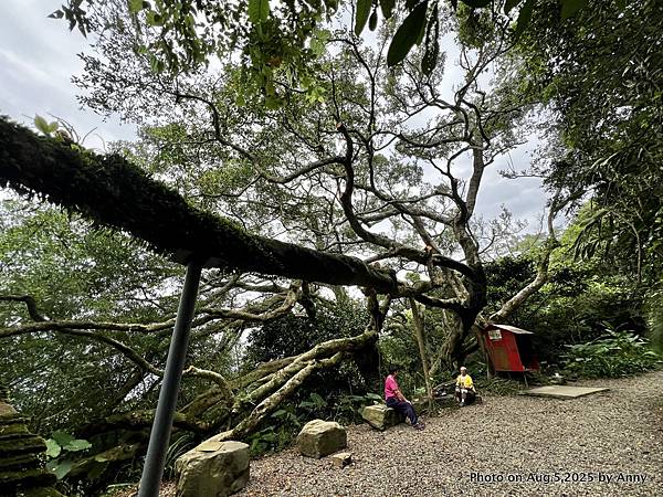 鶯樹縱走 大棟山縱走 百年大榕樹42