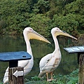 動物生態 鵜鶘