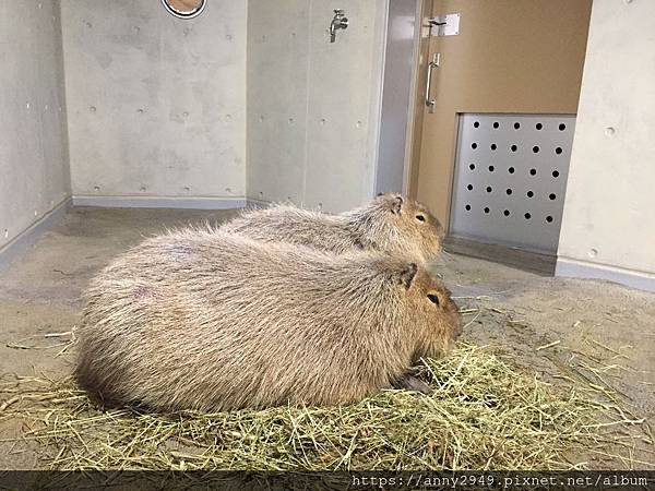 《日本北海道》20190115 · 第四天 旭山動物園。北極